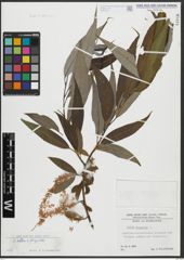 Foto von Salix alba L. x Salix fragilis L.